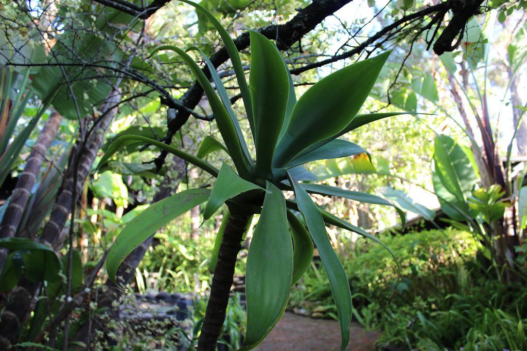 Bush Baby Forest Lodge Knysna Exterior foto