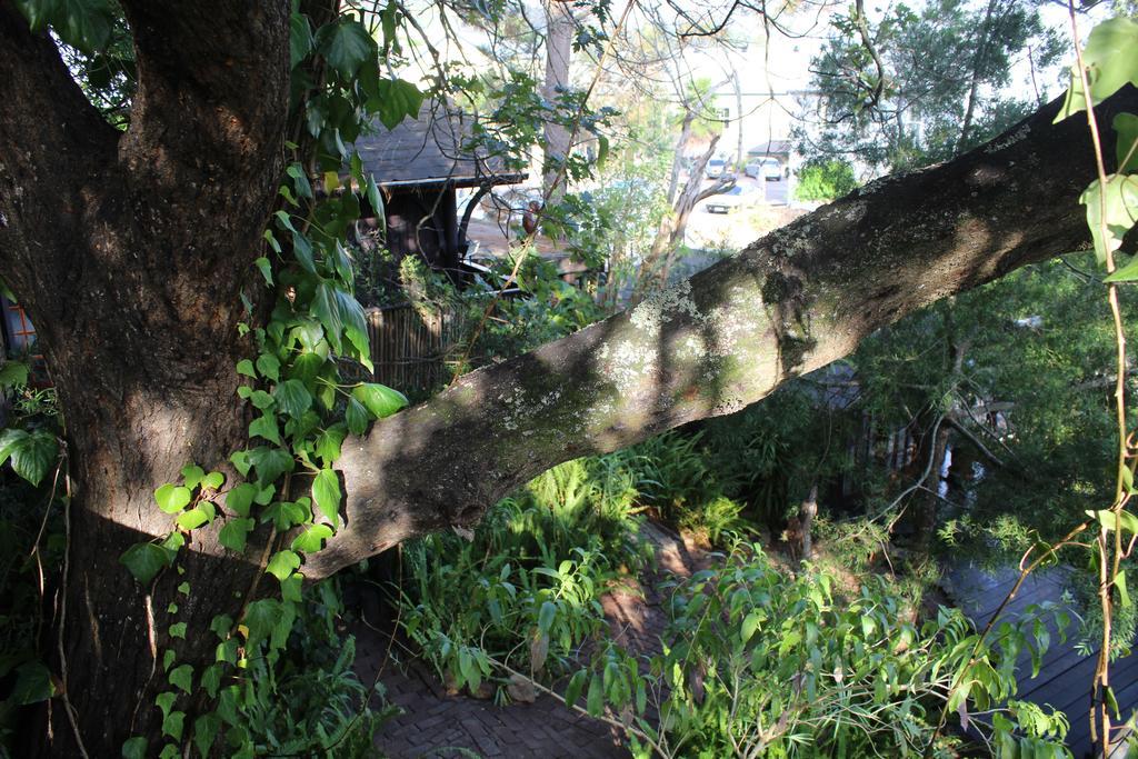 Bush Baby Forest Lodge Knysna Exterior foto